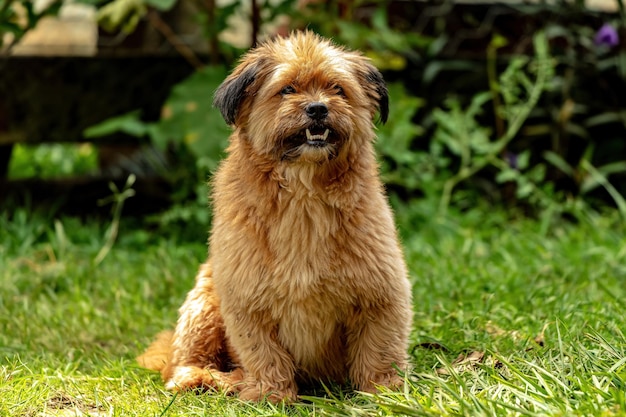 Petit animal Chien domestique avec mise au point sélective