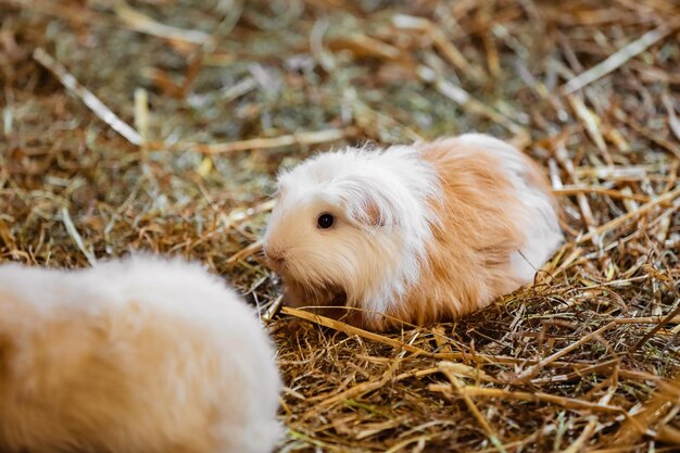 Petit animal de compagnie dans sa maison cochon d'Inde dans le foin mise au point sélective