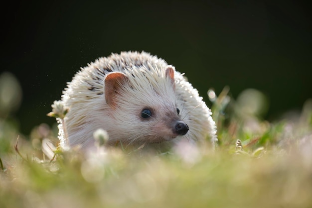 Petit animal de compagnie hérisson africain sur l'herbe verte à l'extérieur le jour d'été Garder les animaux domestiques et prendre soin du concept d'animaux de compagnie