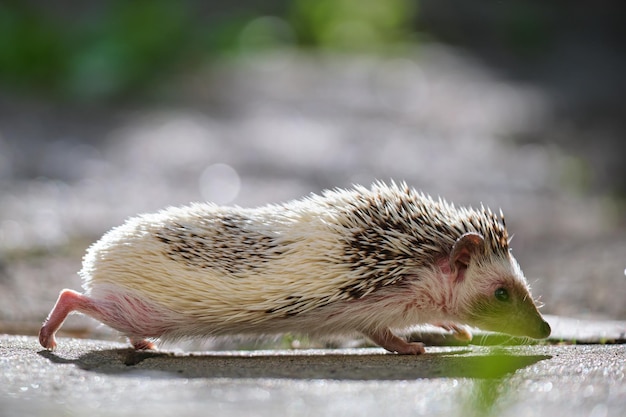 Petit animal de compagnie hérisson africain sur l'herbe verte à l'extérieur le jour d'été Garder les animaux domestiques et prendre soin du concept d'animaux de compagnie