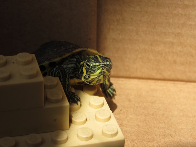 Photo petit animal tortue