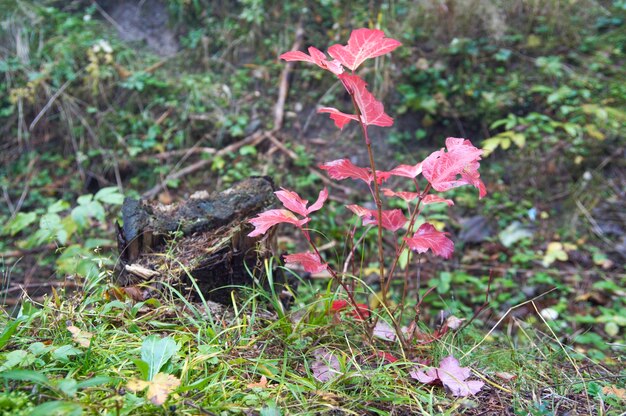 Petit arbre d'automne rouge près de la souche morte sur la forêt du matin