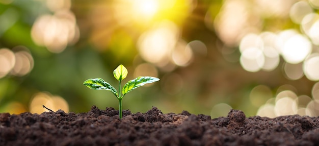 Petit arbre aux feuilles vertes Croissance naturelle et lumière du soleil Concept de croissance végétale durable