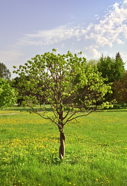 Photo un petit arbre dans un jardin paysager herbe à feuillage printanier frais avec des pissenlits en fleurs