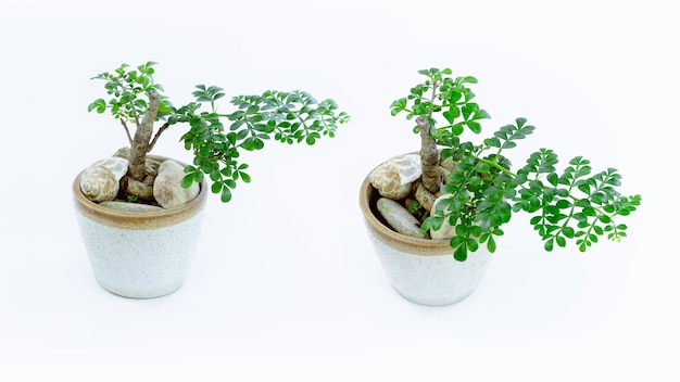 Petit arbre décoratifPetit bonsaï dans le pot en argile fukien théier isolé sur fond blanc