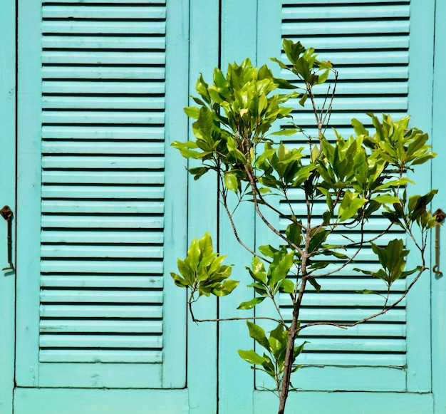 Photo petit arbre devant la fenêtre en bois bleu antique