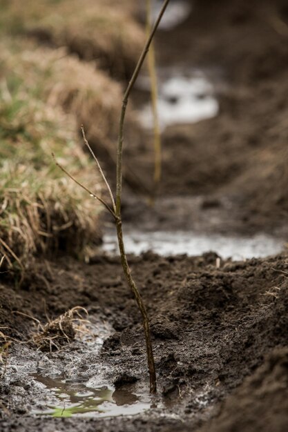 Un petit arbre est planté dans un tas de terre