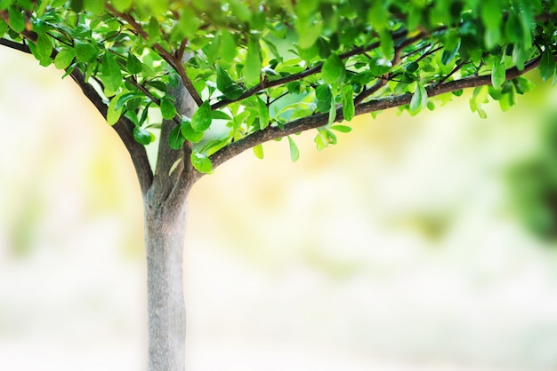 Petit arbre avec des feuilles poussent dans le jardin