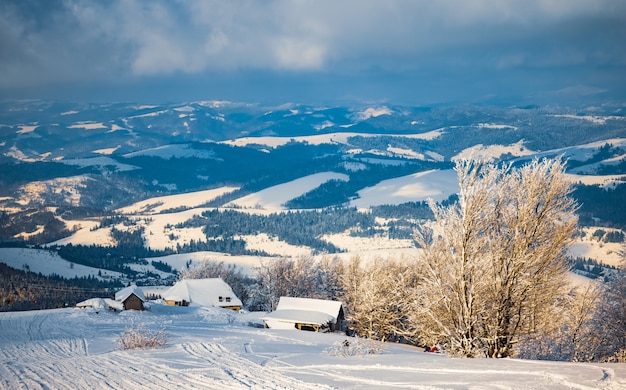 Petit arbre fragile couvert de givre solitaire pousse à partir d'une congère contre les montagnes d'hiver. Concept d'une forêt mourante et d'une mauvaise écologie