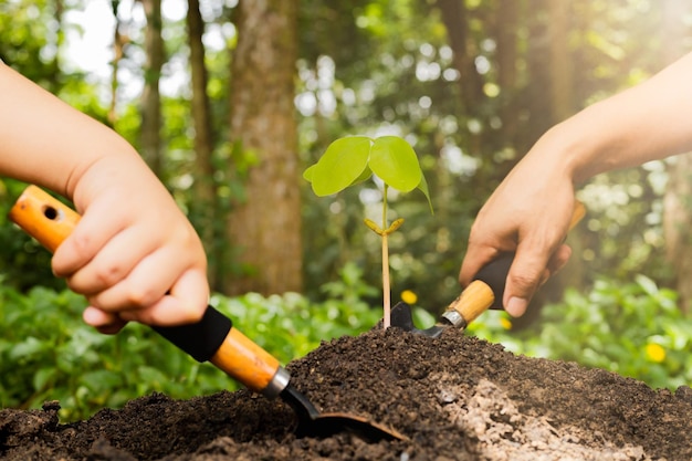 Un petit arbre et des mains plantent tendrement des arbres