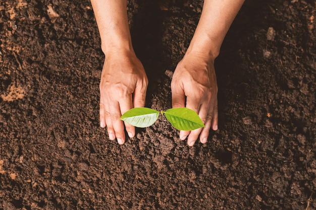 Un petit arbre et des mains plantent tendrement des arbres