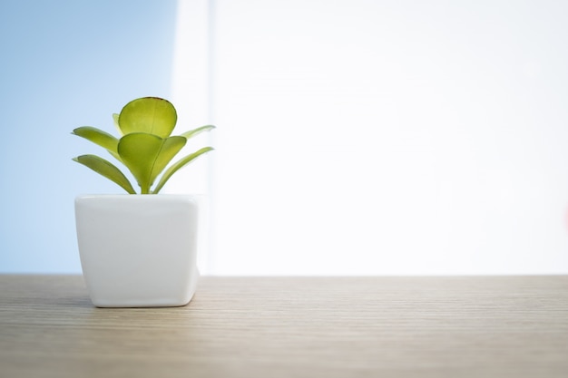 Petit arbre sur un pot blanc sur le bureau