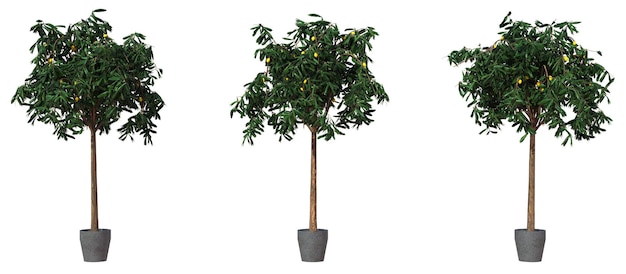 un petit arbre avec un pot de citrons dessus