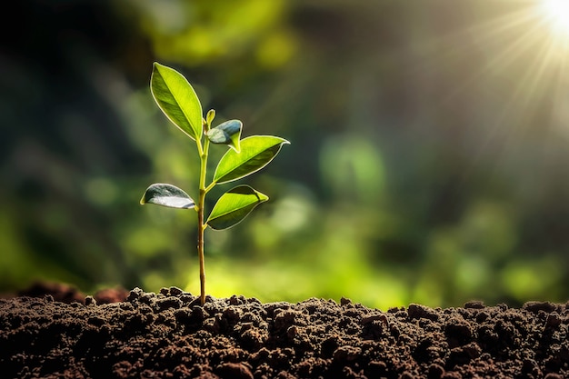 Petit arbre poussant avec le soleil dans le jardin. concept écologique