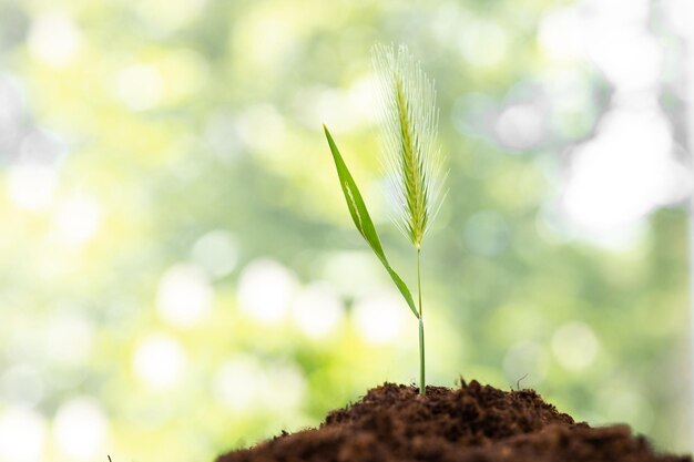 petit arbre qui pousse dans le jardin avec le lever du soleil éco concept jour de la terre