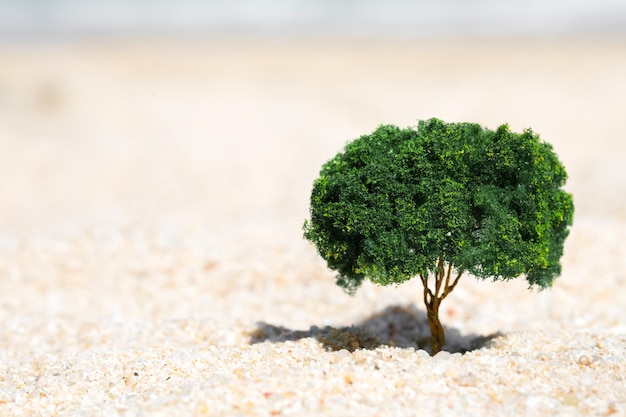 Petit arbre qui pousse hors du sable dans le désert