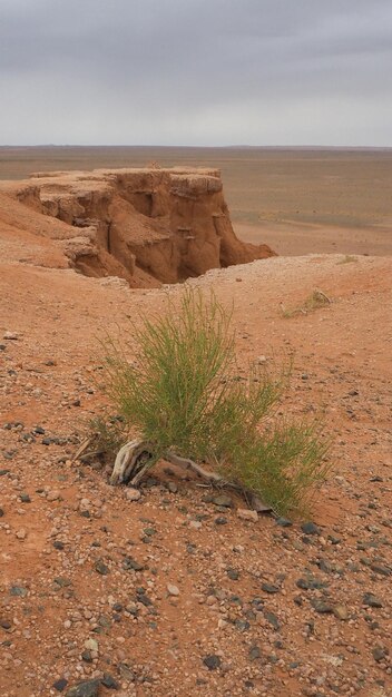 Petit arbre qui pousse sur les rochers de la formation de Flaming Cliffs dans le désert de Gobi en Mongolie