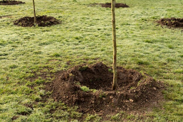 Petit arbre qui pousse avec le soleil dans le concept écologique de jardin