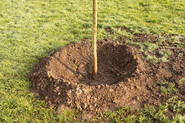 Petit arbre qui pousse avec le soleil dans le concept écologique de jardin