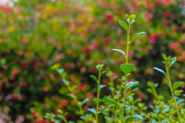 petit arbre vert avec fond rouge cerise