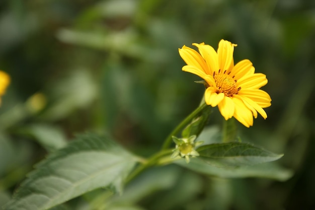 Petit arbuste ornemental avec des feuilles vertes disséquées et des têtes rayonnantes jaunes sur de longues tiges Belle fleur de camomille jaune en gros plan Macro d'une marguerite de brousse jaune sur un fond naturel vert flou