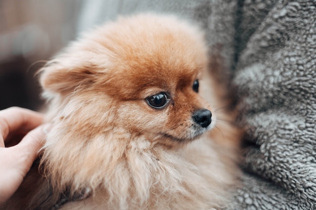 Petit beau chien Spitz hirsute de couleur rouge