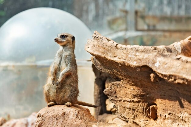 Petit et beau suricate assis sur un rocher