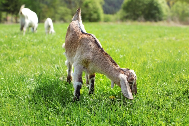 Petit bébé chèvre anglo-nubien brun broutant sur une prairie éclairée par le soleil, plus de chèvres en arrière-plan.