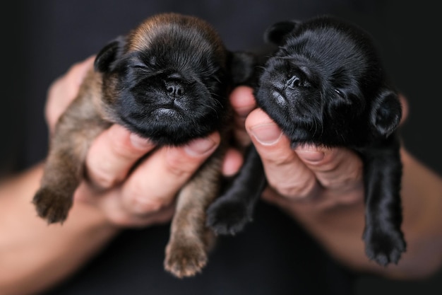 Petit bébé chiot aveugle dormir dans les mains de l'homme