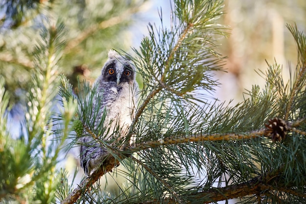 Petit bébé hibou dans la forêt