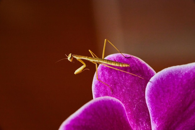 Petit bébé mante religieuse reposant sur des pétales d'orchidées roses