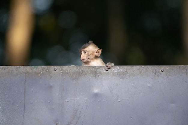 Le petit bébé singe joue coquine