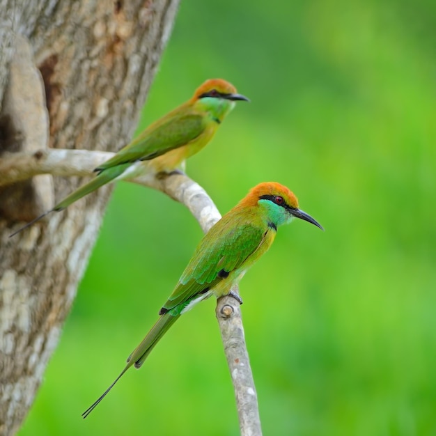 Petit Beeeater vert