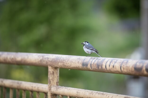 Petit bel oiseau assis sur la clôture