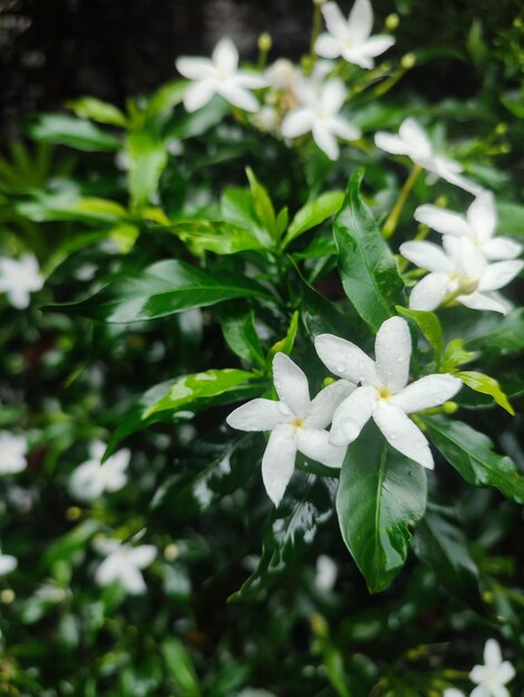 Le petit blanc beau blanc Gardenia jasminoidesTabernaemontana divaricata Apocynaceae