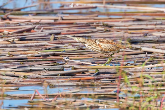 Petit Blongios dans son habitat naturel (Ixobrychus minutus)