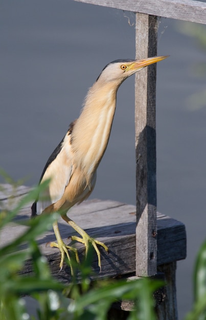 Petit blongios est assis sur un pont de pêche