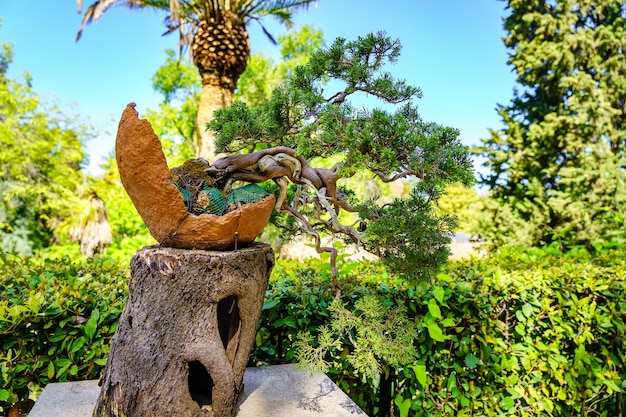 Petit bonsaï cultivé à l'extérieur dans un jardin oriental luxuriant