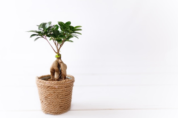 Petit bonsaï ficus microcarpa ginseng plante sur fond blanc