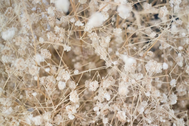 Photo petit bourgeon de fleurs blanches séchées