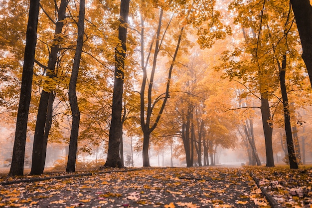 Petit brouillard est en automne dans un parc central