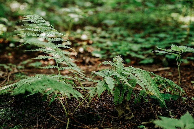 Un petit buisson de fougères dans la forêt. Forêt d'été. Mise au point sélective, naturelle