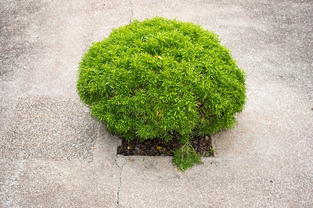 Petit buisson vert sur le trottoir en béton de la ville