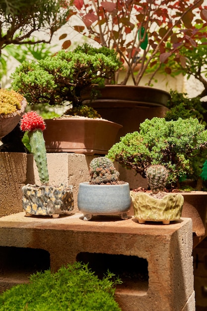 Petit cactus dans le jardin botanique