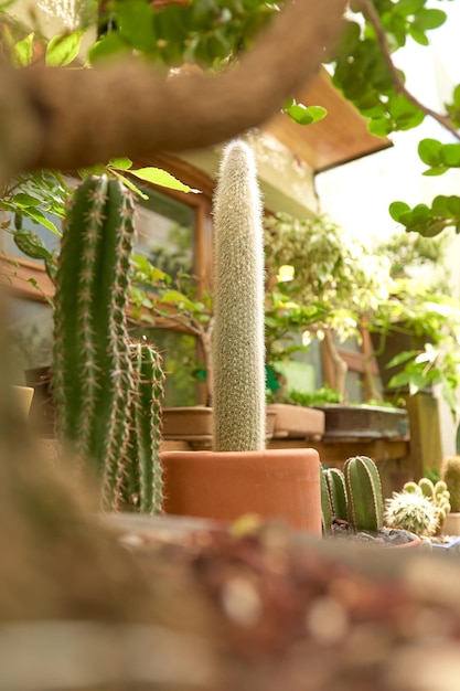 Petit cactus dans le jardin botanique