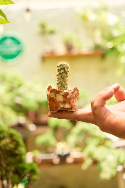 Petit cactus dans le jardin botanique