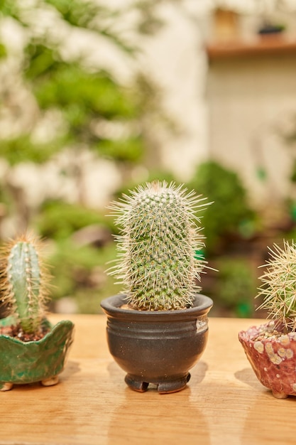 Petit cactus dans le jardin botanique