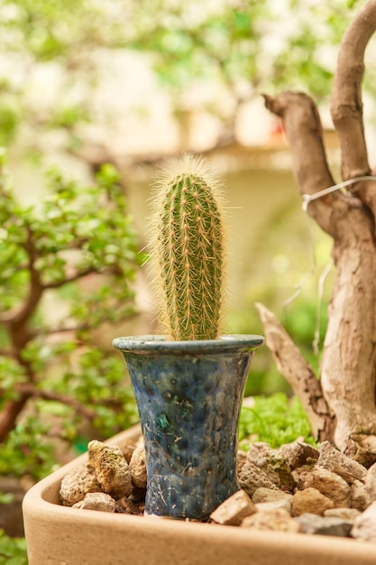 Petit cactus dans le jardin botanique