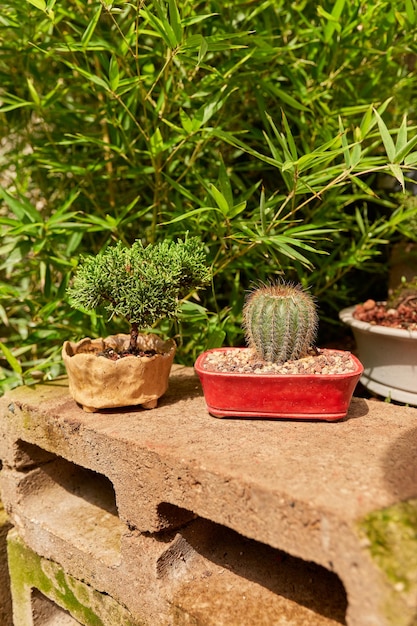 Petit cactus dans le jardin botanique