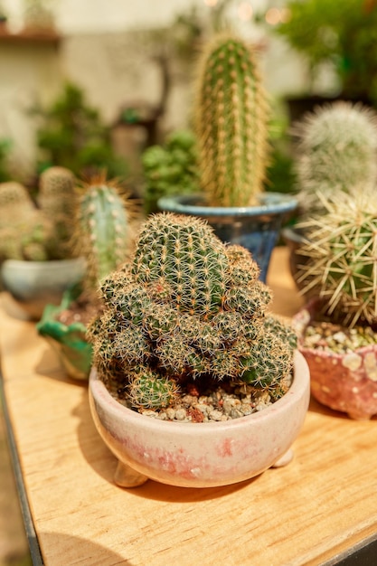 Petit cactus dans le jardin botanique